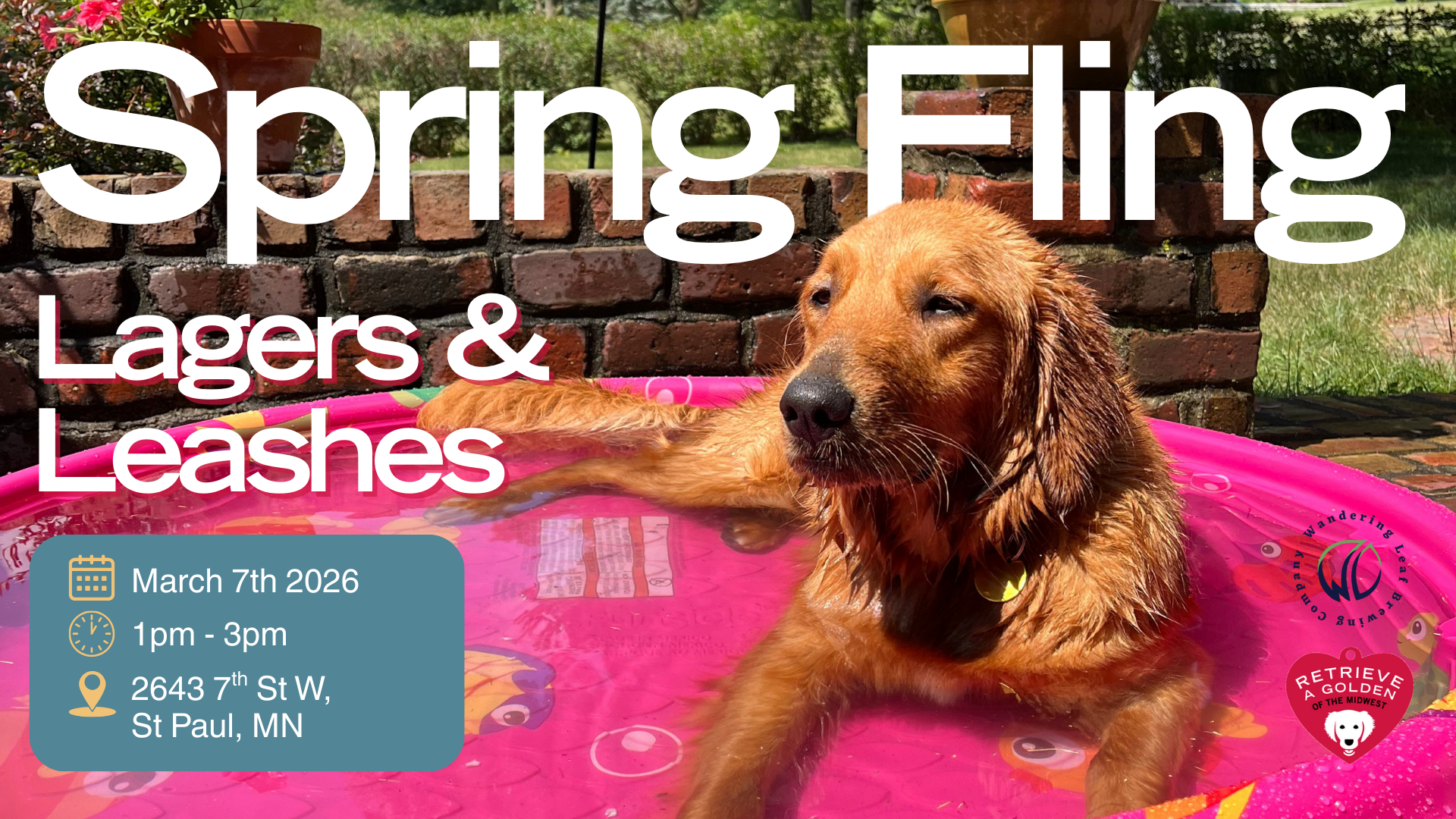 A golden retriever relaxes in a pink kiddie pool outdoors beside an event graphic reading ‘Spring Fling: Lagers & Leashes,’ with a March 7, 2026 date.